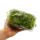 Mini moss box - real natural moss for handicrafts and decoration - small pack approx. 30 cm³ - ideal for plant bowls or glasses - peat moss - sphagnum moss