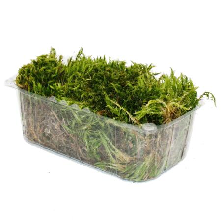 Mini-Moos-Box Gabelzahnmoos Dicranales Echtes Natur-Moos zum Basteln und Dekorieren kleine Packung ca. 30 cm³ Ideal auf für Pflanzschalen oder Gläser