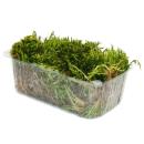 Mini moss box - real natural moss for handicrafts and decoration - small pack approx. 30 cm³ - ideal for plant bowls or glasses - forked moss - dicranales