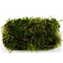 Mini moss box - real natural moss for handicrafts and decoration - small pack approx. 30 cm³ - ideal for plant bowls or glasses - forked moss - dicranales