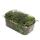 Mini-Moos-Box Gabelzahnmoos Dicranales Echtes Natur-Moos zum Basteln und Dekorieren kleine Packung ca. 30 cm³ Ideal auf für Pflanzschalen oder Gläser
