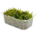 Mini moss box - real natural moss for handicrafts and...