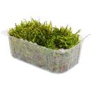 Mini moss box - real natural moss for handicrafts and decoration - small pack approx. 30 cm³ - ideal for plant bowls or glasses - swamp moss - tree ladder moss