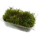 Mini moss box - real natural moss for handicrafts and decoration - small pack approx. 30 cm³ - ideal for plant bowls or glasses - swamp moss - tree ladder moss