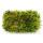 Mini moss box - real natural moss for handicrafts and decoration - small pack approx. 30 cm³ - ideal for plant bowls or glasses - swamp moss - tree ladder moss