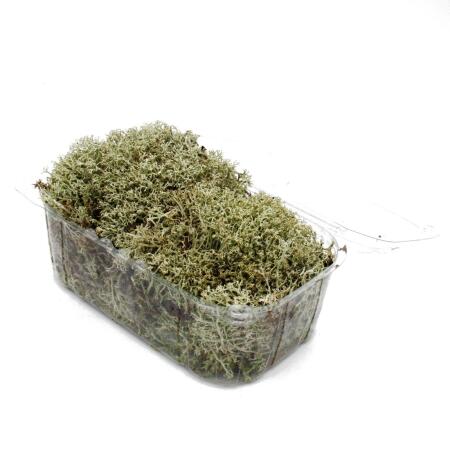 Mini moss box - real natural moss for handicrafts and decoration - small pack approx. 30 cm³ - ideal for plant bowls or glasses - silver moss - real reindeer lichen - reindeer moss - Cladonia rangifera