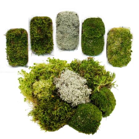 5er Set Mini-Moos-Box Echtes Natur-Moos zum Basteln und Dekorieren 5 x ca. 30 cm³ Ideal auf für Pflanzschalen oder Gläser Großes Set mit 5 verschiedenen Moossorten