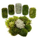 Set of 5 mini moss boxes - real natural moss for handicrafts and decoration - 5 x approx. 30 cm³ - ideal for plant bowls or glasses - large set with 5 different types of moss