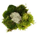 Set of 5 mini moss boxes - real natural moss for handicrafts and decoration - 5 x approx. 30 cm³ - ideal for plant bowls or glasses - large set with 5 different types of moss