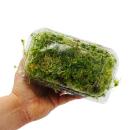 Set of 5 mini moss boxes - real natural moss for handicrafts and decoration - 5 x approx. 30 cm³ - ideal for plant bowls or glasses - large set with 5 different types of moss