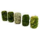 5er Set Mini-Moos-Box Echtes Natur-Moos zum Basteln und Dekorieren 5 x ca. 30 cm³ Ideal auf für Pflanzschalen oder Gläser Großes Set mit 5 verschiedenen Moossorten #1