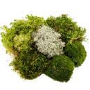 Set of 5 mini moss boxes - Real natural moss for handicrafts and decoration - 5 x approx. 30 cm³ - Ideal for plant bowls or glasses - Large set with 5 different types of moss #1