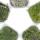 5er Set Mini-Moos-Box Echtes Natur-Moos zum Basteln und Dekorieren 5 x ca. 30 cm³ Ideal auf für Pflanzschalen oder Gläser Großes Set mit 5 verschiedenen Moossorten #1