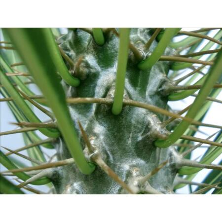 Pachypodium lameri - Echte Madagaskar-Palme - 12cm Topf