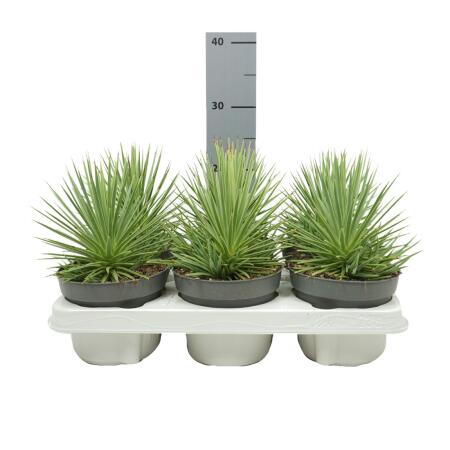 Agave striata var. nana - Stachelsschwein-Agave - 12cm Topf