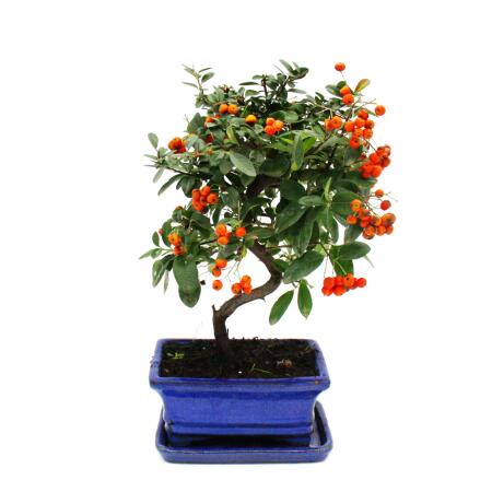 Outdoor-Bonsai - Pyracantha coccinea - Feuerdorn - ca. 3-4 Jahre - incl. Untersetzer