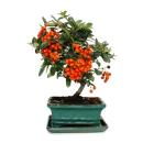 Outdoor bonsai - Pyracantha coccinea - firethorn -...