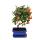 Outdoor bonsai - Pyracantha coccinea - firethorn - approx. 3-4 years - incl. saucer