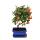 Bonsaï dextérieur - Pyracantha coccinea - firethorn - environ 3-4 ans - avec soucoupe