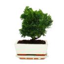 Outdoor bonsai - Chamaecyparis - cypress - 3-4 years old - incl. saucer