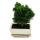 Outdoor bonsai - Chamaecyparis - cypress - 3-4 years old - incl. saucer