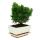 Outdoor bonsai - Chamaecyparis - cypress - 3-4 years old - incl. saucer