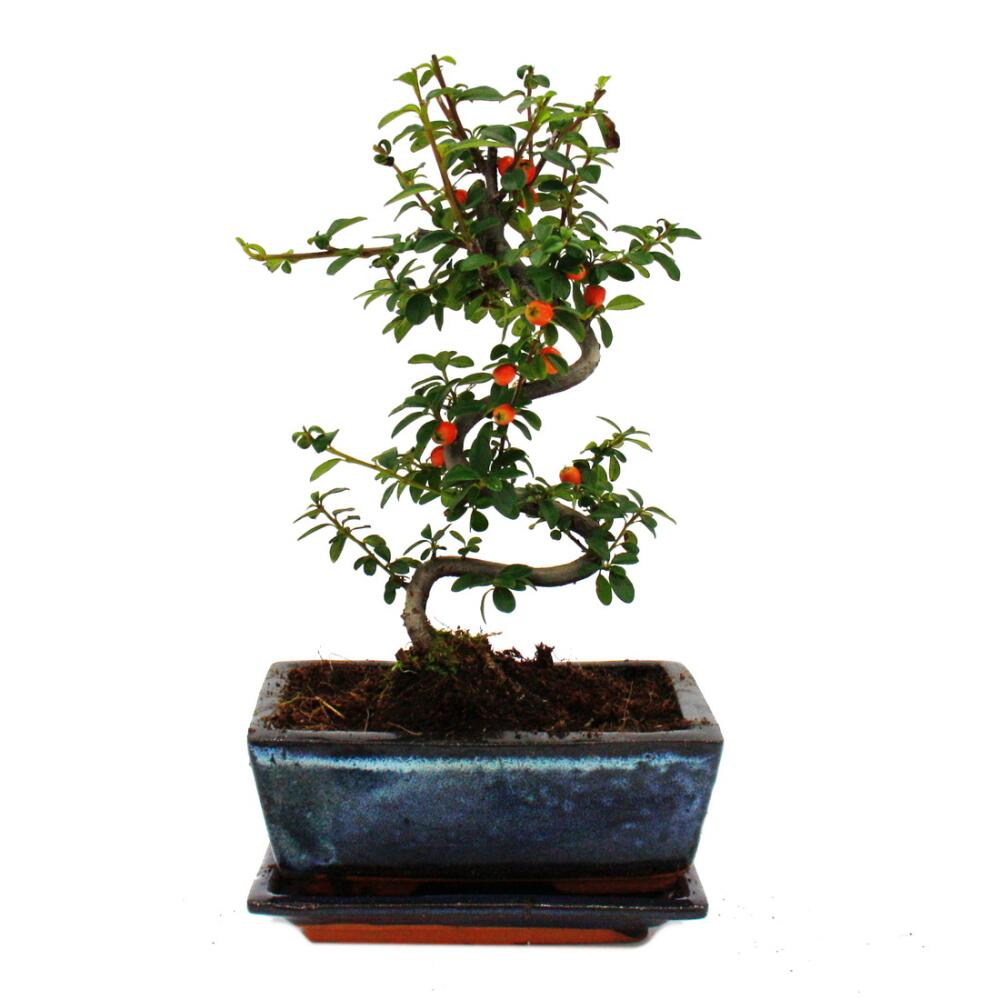 Outdoor-Bonsai - Cotoneaster - Zwergmispel - ca. 3-4 Jahre