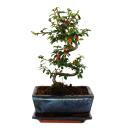 Outdoor bonsai - cotoneaster - cotoneaster - approx. 3-4...