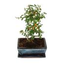 Outdoor bonsai - cotoneaster - cotoneaster - approx. 3-4 years - incl. saucer
