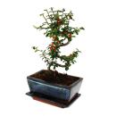 Outdoor-Bonsai - Cotoneaster - Zwergmispel - ca. 3-4 Jahre - incl. Untersetzer