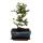 Outdoor bonsai - cotoneaster - cotoneaster - approx. 3-4 years - incl. saucer