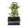 Outdoor-Bonsai - Cotoneaster - Zwergmispel - ca. 3-4 Jahre - incl. Untersetzer