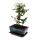 Outdoor-Bonsai - Cotoneaster - Zwergmispel - ca. 3-4 Jahre - incl. Untersetzer