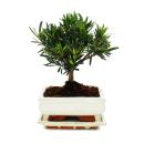 Bonsai Steineibe - Podocarpus macrophyllus - ca. 6 Jahre...