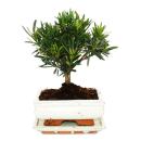 Bonsai stone yew - Podocarpus macrophyllus - approx. 6...
