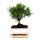 Bonsai stone yew - Podocarpus macrophyllus - approx. 6 years - spherical shape