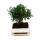 Bonsai stone yew - Podocarpus macrophyllus - approx. 6 years - spherical shape