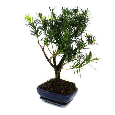 Bonsai stone yew - Podocarpus macrophyllus - approx. 8 years - spherical shape