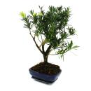 Bonsai pierre if - Podocarpus macrophyllus - environ 8 ans - forme sphérique