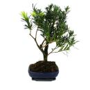 Bonsai stone yew - Podocarpus macrophyllus - approx. 8...
