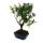 Bonsai stone yew - Podocarpus macrophyllus - approx. 8 years - spherical shape