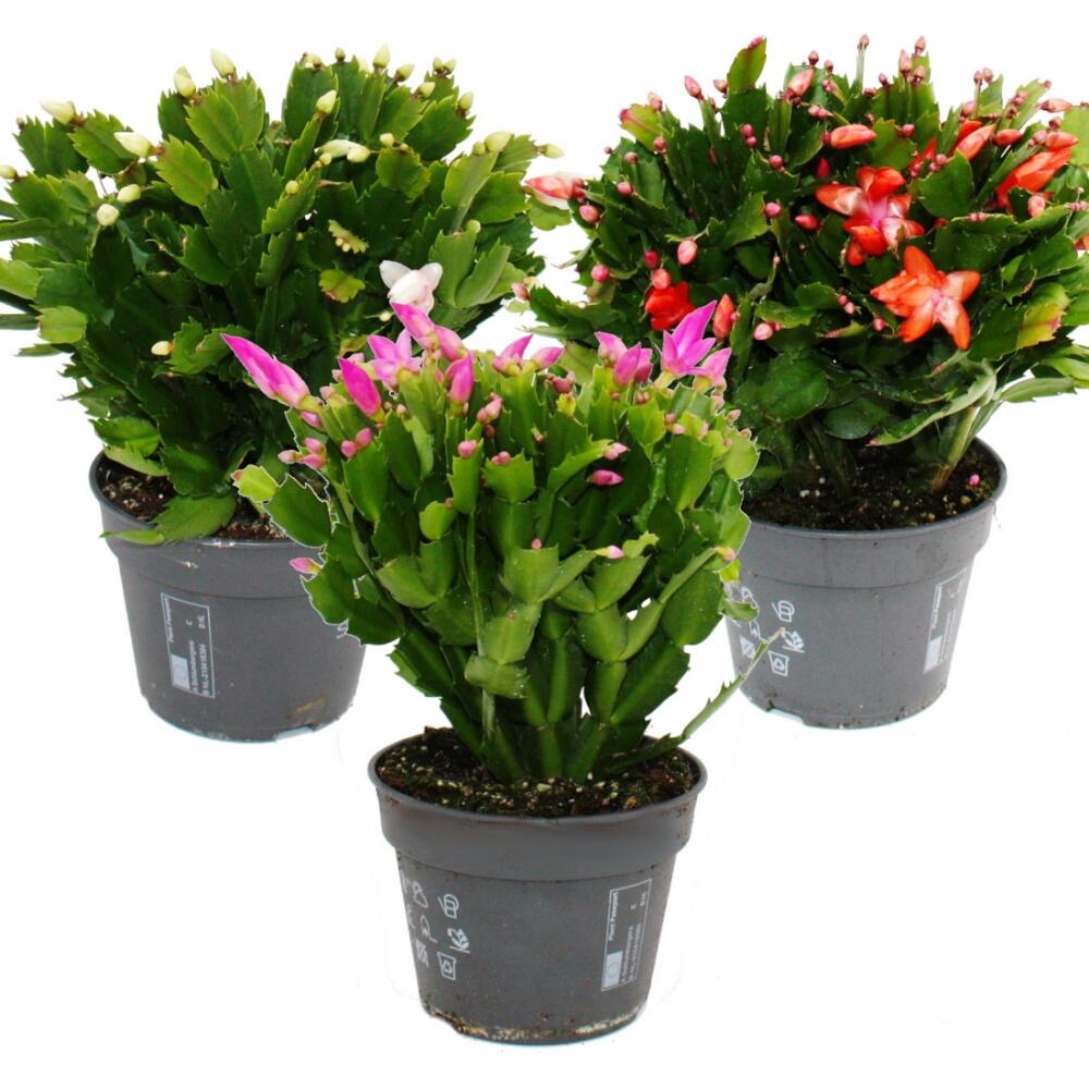 Groer Weihnachtskaktus - Schlumbergera - XXL - 17cm Topf - ca. 25-35