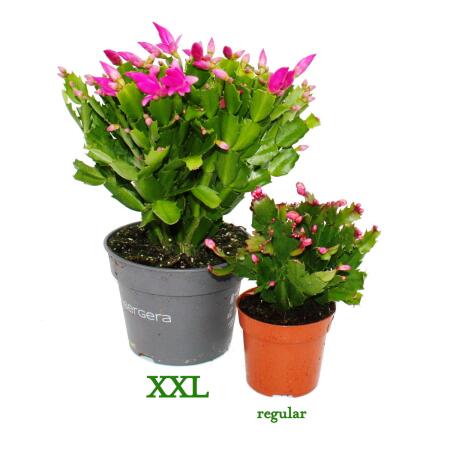 17+ Send Christmas Cactus Plant