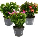 Grand cactus de Noël - Schlumbergera - XXL - pot de 17cm - environ 25-35cm de haut