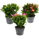 Large Christmas cactus - Schlumbergera - XXL - 17cm pot -...