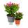 Grand cactus de Noël - Schlumbergera - XXL - pot de 17cm - environ 25-35cm de haut