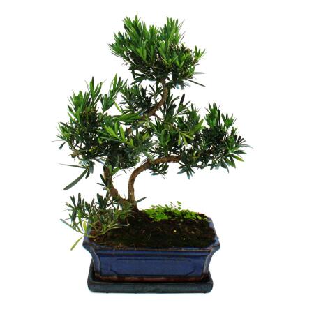 Bonsai Steineibe - Podocarpus macrophyllus - ca. 12-15 Jahre