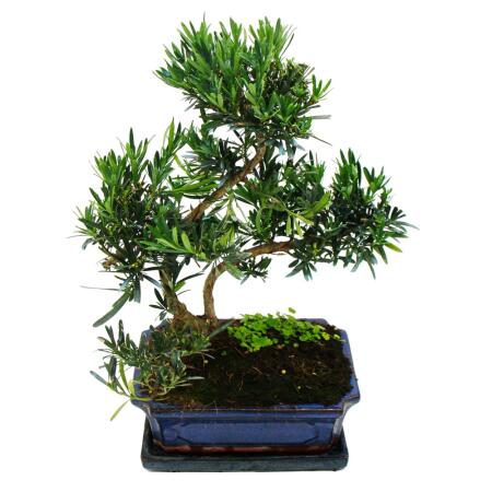 Bonsai stone yew - Podocarpus macrophyllus - approx. 12-15 years old