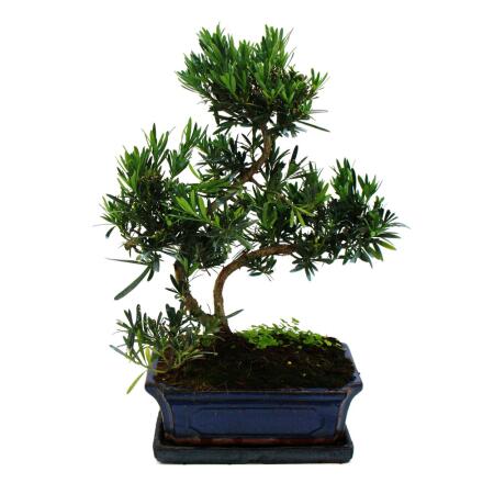 Bonsai stone yew - Podocarpus macrophyllus - approx. 12-15 years old