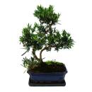 Bonsai Steineibe - Podocarpus macrophyllus - ca. 12-15 Jahre